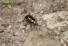 Carabus auratus